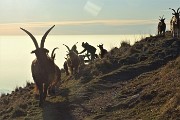 52 ...arrivano capre orobiche a chiedere qualcosa di buono da mangiare....